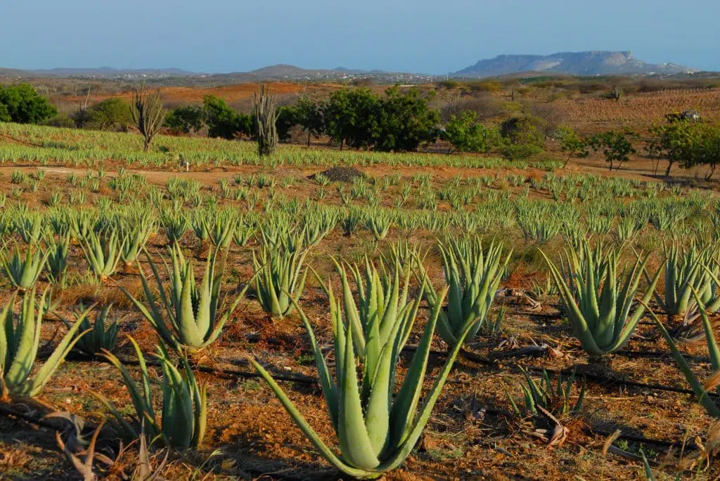 aloe-farm